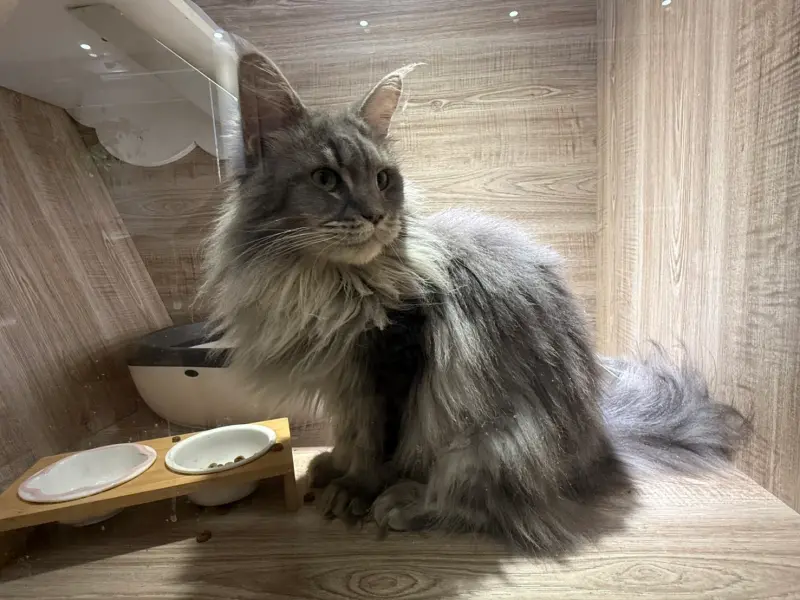 桃園救援品種貓認養第2彈！5隻緬因貓4/23開放抽籤　飼主資格出爐