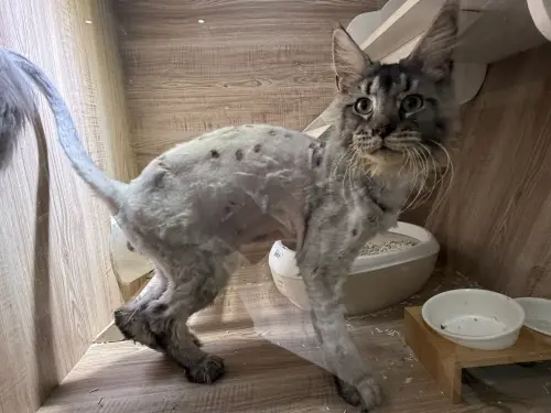 ▲4月23日開放抽籤認養的塗塗。（圖／桃園市動物保護教育園區）