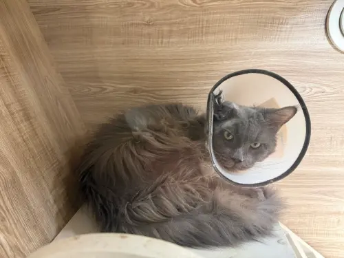 ▲4月23日開放抽籤認養的Boss。（圖／桃園市動物保護教育園區）