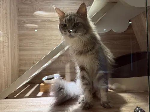 ▲4月23日開放抽籤認養的松松。（圖／桃園市動物保護教育園區）