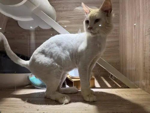 ▲4月23日開放抽籤認養的金毛。（圖／桃園市動物保護教育園區）