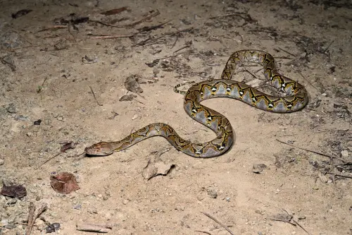 世界最長蛇「網紋蟒」頻繁現蹤高雄！專家示警：恐已出現繁殖族群