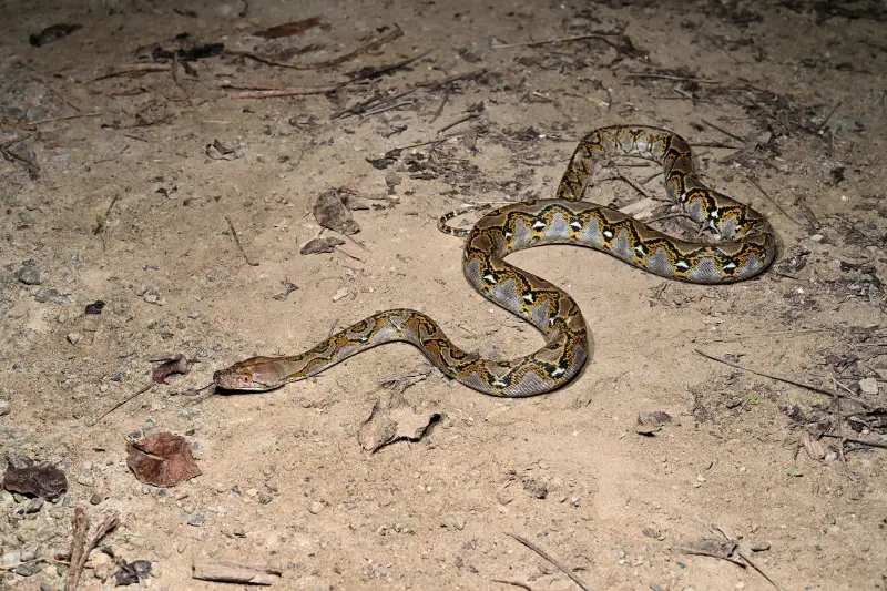 世界最長蛇「網紋蟒」頻繁現蹤高雄！專家示警：恐已出現繁殖族群