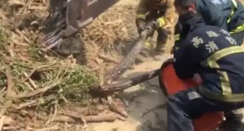 ▲2017年時高雄市燕巢區就曾有「網紋蟒」被消防隊捕獲，而且牠在野外時就已經懷孕，被收容約3周後產下受精卵，成為蛇媽媽。（圖／資料畫面）