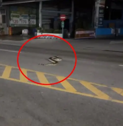 ▲2025年高雄市燕巢區鳳東路一處加油站旁也有一隻網紋蟒在馬路上爬行，當時還造成一位女性騎士摔車。（圖／Threads）