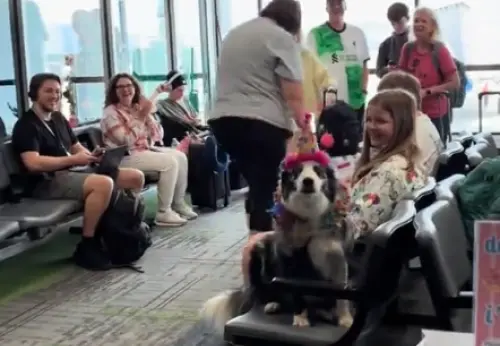 機場工作犬9歲生日！執勤中「全機廣播」驚喜慶生　壽星汪超開心