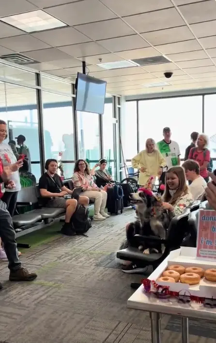 ▲海克力士完成早上的巡查任務後，返回航廈時發現同事已聚集替牠慶祝9歲生日，現場戴上生日帽、合唱歌曲。（圖／翻攝自TikTok@CRW Hercules）