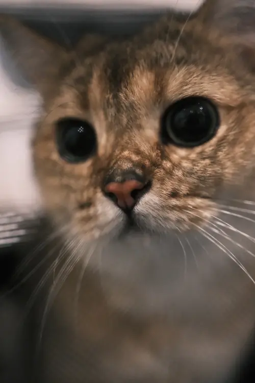 ▲養貓的人往往不會只養1隻，飼養2隻或以上家貓之比例則較以往調查增加，也使得家貓飼養總數明顯增加。（圖／讀者提供）