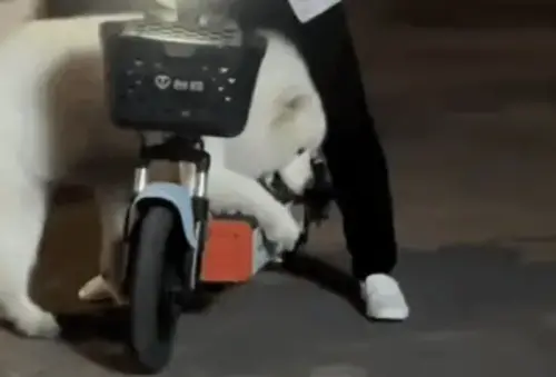 薩摩耶塞不進機車前座！狂罵主人：不想養就直說　雪天使形象崩壞