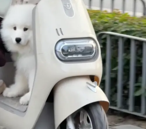 ▲薩摩耶犬屬於中大型犬，小時候雖然勉強能塞進電動車前座，但長大之後就很難擠上去了。（示意圖／翻攝畫面）