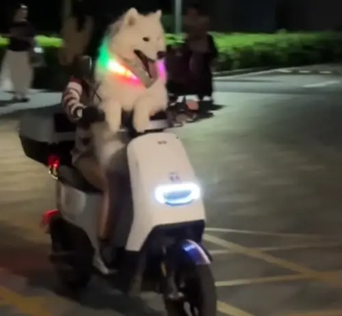 ▲薩摩耶長大之後使用後腳站立，身高至少有150公分，快要比人還高了。（示意圖／翻攝畫面）