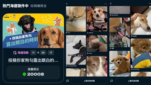▲合作競賽在 VieFor 平台內海選徵件中，收到大量露出眼白可愛狗狗。（圖／ VieFor 官方提供）
