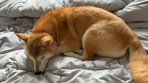 ▲視網膜的愛犬「柚子」發生地震完全無感，熟睡模樣超級可愛。（圖／翻攝自視網膜臉書）