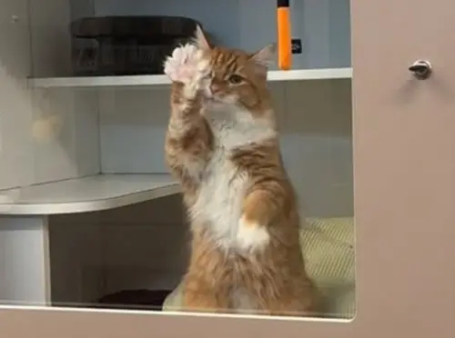 橘貓「見人就狂揮手」超萌！背後真相心碎　志工不捨：等2個月了