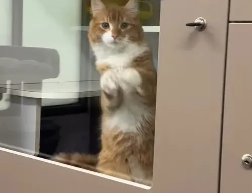 ▲Vitamin C只要一見到人靠近，就會站玻璃窗前狂揮手。（圖／IG@saveadogscheme）