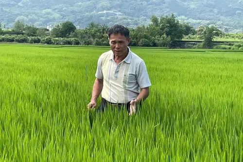 獎勵變懲罰！超頂草屯阿北開心種出全國金牌米　老農津貼竟沒了