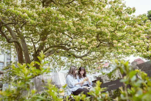 田馥甄也來打卡！與布丁狗「撞色」的台電加羅林魚木綻放