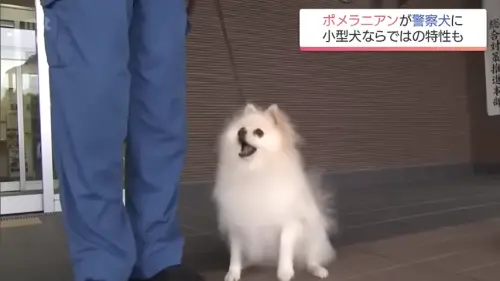 日本超可愛「博美警犬」誕生了！身世超悲情　1能力大型犬辦不到