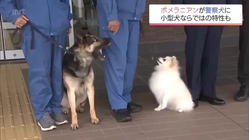 ▲Haku與德國牧羊犬同事一起收下「囑託書」的現場，一大一小反差萌畫面也引發話題。（圖／翻攝自YouTube／MRT宮崎放送）