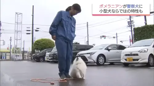 ▲Haku在工作狀態之下相當服從指揮，穩定性也極高。（圖／翻攝自YouTube／MRT宮崎放送）