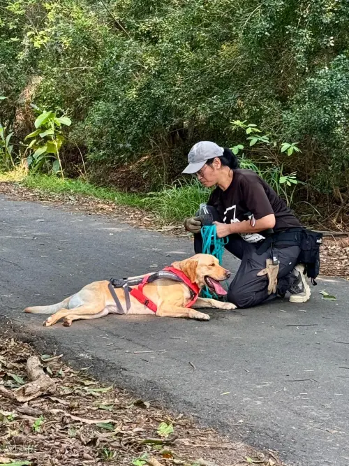 ▲警犬Uhoo奪德國高級追蹤認證　中市警犬隊偵查能力再升級(圖/記者鄧力軍翻攝)