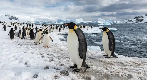 4/25「世界企鵝日」來了！背後由來太可愛：超準時　慶祝方式一覽