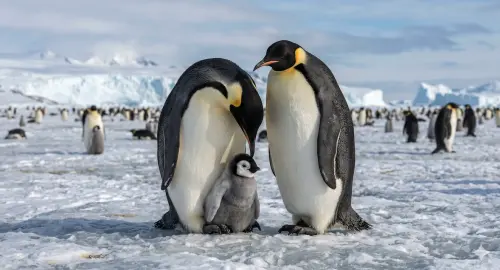▲企鵝被視為動物界中重視共同育兒的代表，尤其雄性皇帝企鵝為了孵化蛋，會長時間忍受低溫並停止進食，最長可達4個月。（圖／Gemini製圖、記者賴禹妡製）