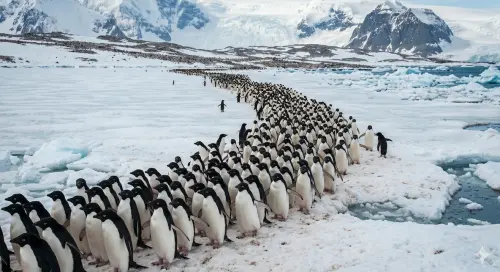 ▲世界企鵝日訂於4月25日，因為阿德利企鵝幾乎每年都在這一天集體往北遷徙覓食。（圖／Gemini製圖、記者賴禹妡製）