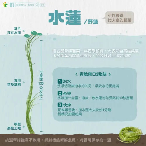 ▲水蓮又名野蓮，俗名為龍骨瓣莕菜，需生長於乾淨無污染的水質中，台灣一年四季皆有生產，且大多來自高雄美濃，90公分以上即可採收，最長則可達130公分以上。（圖／農業部）