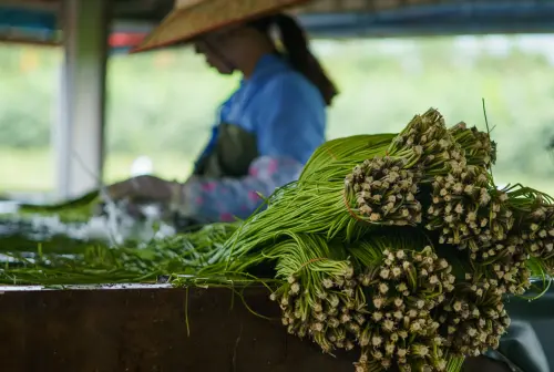 ▲台灣的野生水蓮，最早大量分布在高雄的美濃湖，「野蓮之父」鍾華振在 1975 年發現後開始努力復育，才讓它逐漸成為美濃人餐桌上的常見菜餚。（圖／美濃農村田野學會）