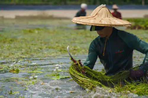 ▲美濃農村田野學會也強調，對於美濃人來說，毫無疑問地認為這種來自中圳埤的作物就叫「野蓮」。（圖／美濃農村田野學會）