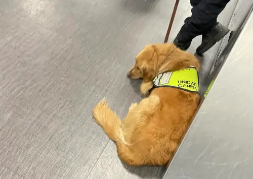 緝毒犬失誤把泡麵當毒品！海關當場開罵　阿金沮喪模樣惹哭百萬人