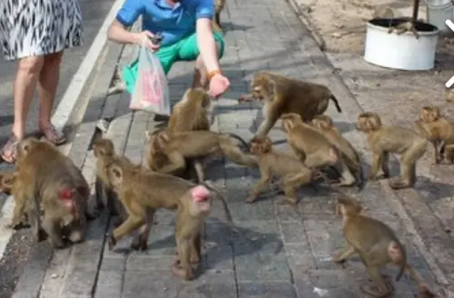 美國水兵不敵泰國猴子！赴荷姆茲海峽前遭抓傷　被送回日本母港