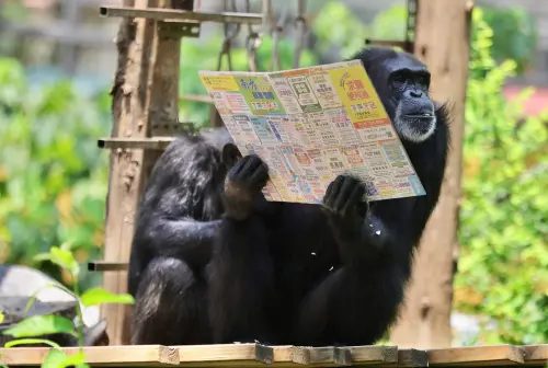 壽山動物園「黑猩猩」狂看報紙求職欄！背後原因笑翻：難道想跳槽