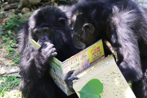 ▲▼黑猩猩曼華、莉忠、美珍等埋首「閱讀」，甚至翻找報紙中的求職欄。（圖／翻攝自壽山動物園臉書粉專）