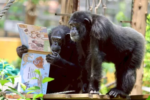 ▲「藏食瓦楞紙書」設計採回收紙箱製作，兼顧環保與動物行為訓練，能提升觀察力與手部靈活度，也讓世界閱讀日多了趣味與教育意義。（圖／翻攝自壽山動物園臉書粉專）