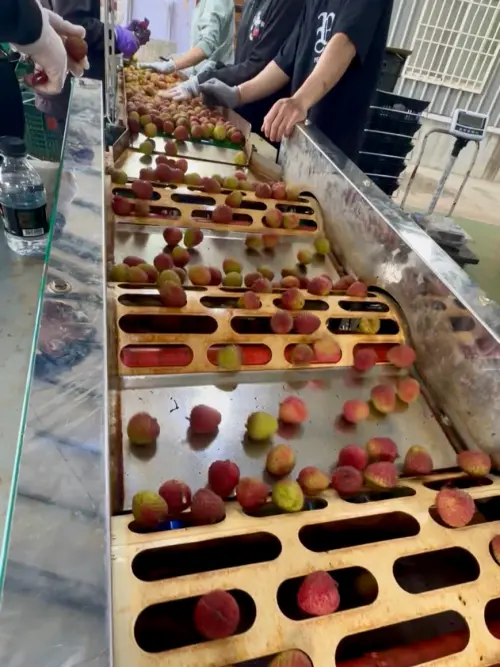 ▲老張玉荷包憑藉者「極致規格」建立品牌護城河，主打36mm以上的「霸王級」果實。為確保分級精準，引進日本等級自動化滾動式選果機，大幅降低人工誤差。（圖／翻攝畫面）