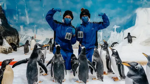 海生館企鵝養護揭密　近距離體驗倒數