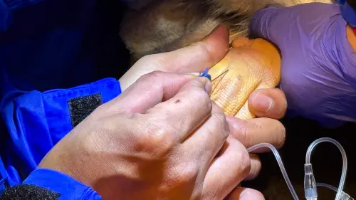 ▲海生館每年定期為館內企鵝進行完整健康檢查，項目涵蓋體重與體態監測，以及血液檢驗分析等。（圖／海生館提供）