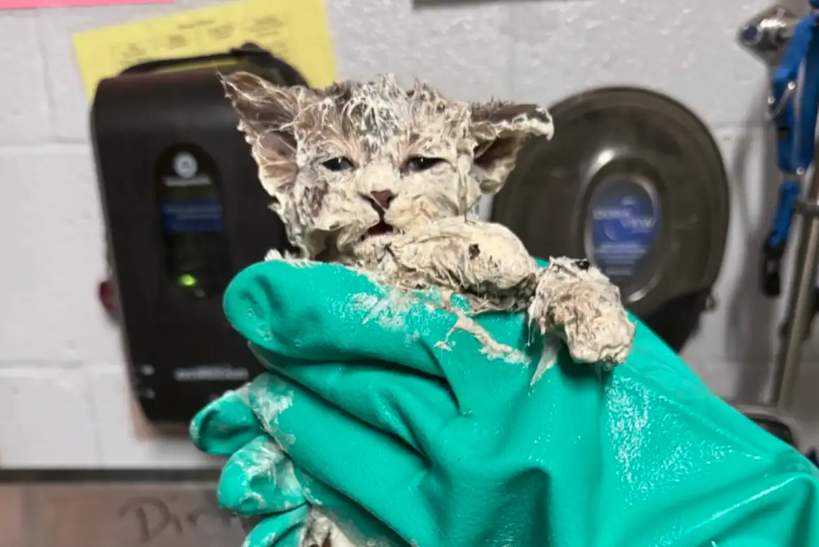 ▲流浪貓艾爾默因全身覆蓋工業黏膠，無法進食與行動，命在旦夕，被送往動物收容機構時已出現嚴重脫水，所幸歷經長時間清理與照護，最終成功脫離危險並恢復原貌，甚至吸引不少民眾主動詢問領養。（圖／翻攝自The Dodo）