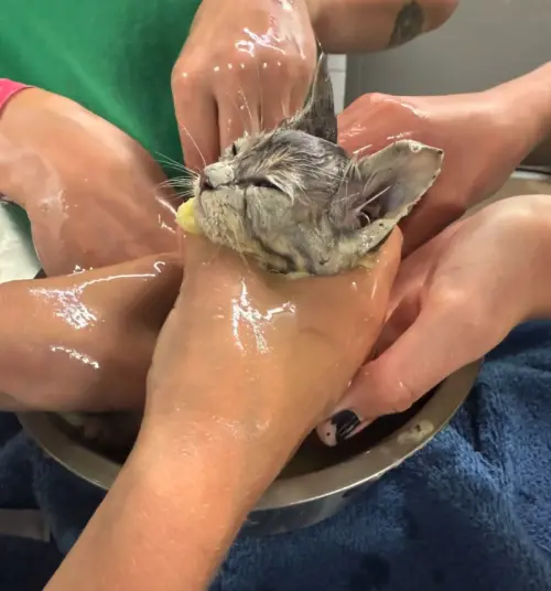 ▲救援團隊透過芥花油軟化黏膠並長時間手動清除，歷時逾5小時才完全移除，過程中持續安撫艾爾默情緒避免傷害。（圖／翻攝自The Dodo）