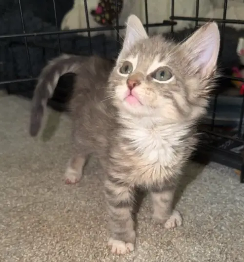 ▲艾爾默逐漸恢復健康與原本毛色，從虛弱狼狽轉為外型亮眼的健康小貓。（圖／翻攝自The Dodo）