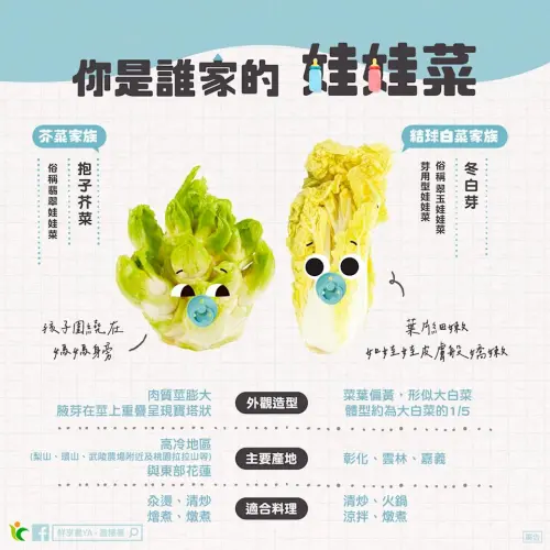 ▲娃娃菜有兩種，差異一圖看懂。（圖／農糧署提供）