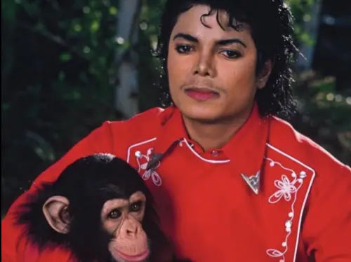 麥可傑克森最愛的「泡泡」怎麼了？43歲、77公斤　住在類人猿中心