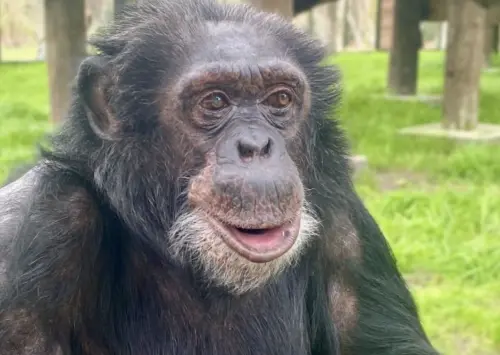 ▲泡泡現在已經是43歲又重達77公斤的高齡黑猩猩，但十多年來都過著平靜、安詳的生活。（圖／摘自centerforgreatapes.org）