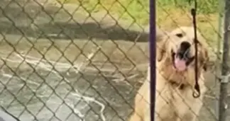 ▲狗狗全身毛髮都已經被雨淋濕了，卻還是耐心在門口坐著等待主人現身。（圖／翻攝畫面）