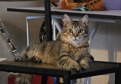 虎斑貓堅持不吃飯！砸1.4萬檢查卻沒事　真相逼瘋飼主：只是不爽