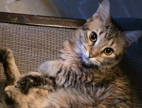 ▲女飼主家中養了一隻虎斑貓Toasty，但愛貓近期突然不吃飯也不喝水，還會躲藏起來。（圖／翻攝Reddit）