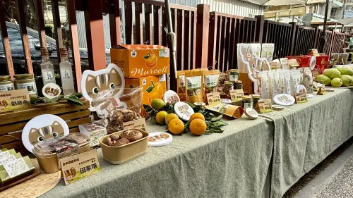 石虎驚喜現蹤　中市推生態給付　給牠一個安心家