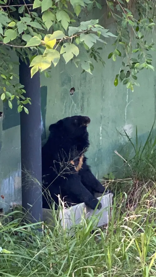 ▲瑪莉個性細膩，能辨識熟悉氣味與聲音，宛如長輩般溫和存在，且生活節奏緩慢優雅，是遊客心中最療癒的風景之一。（圖／翻攝自Shou Shan Zoo 壽山動物園」臉書粉專）
